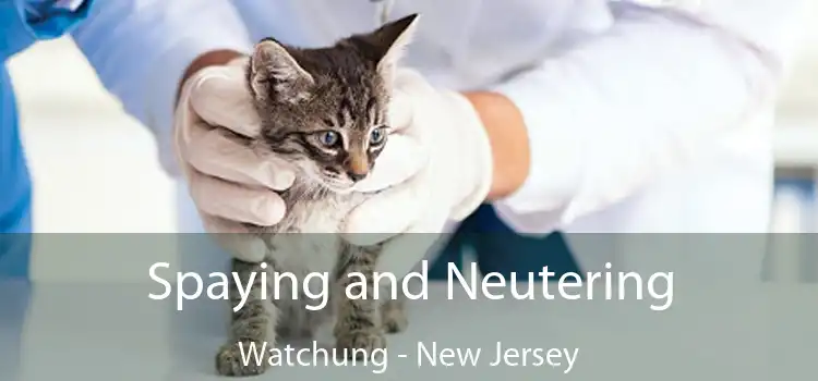 Spaying and Neutering Watchung - New Jersey