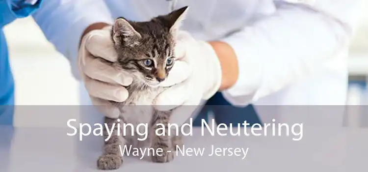 Spaying and Neutering Wayne - New Jersey