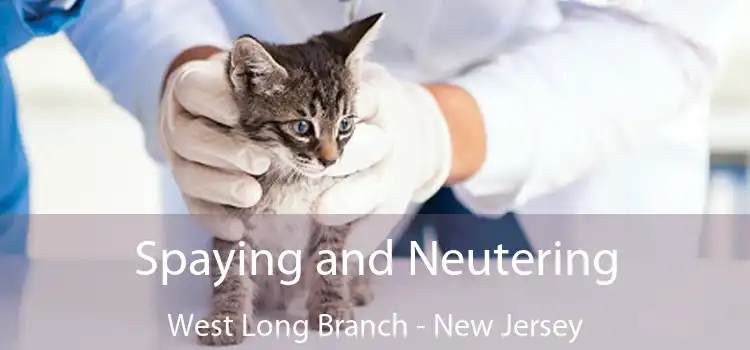 Spaying and Neutering West Long Branch - New Jersey