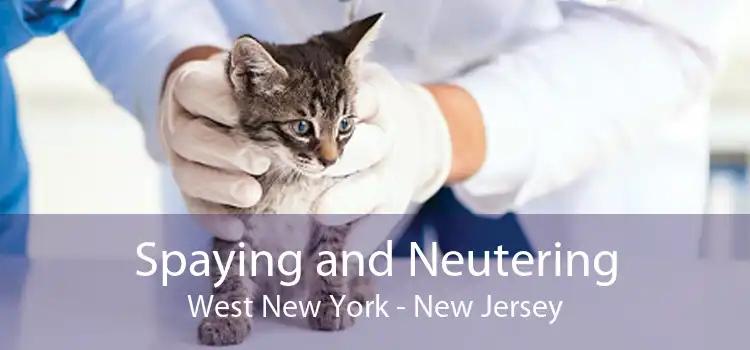 Spaying and Neutering West New York - New Jersey