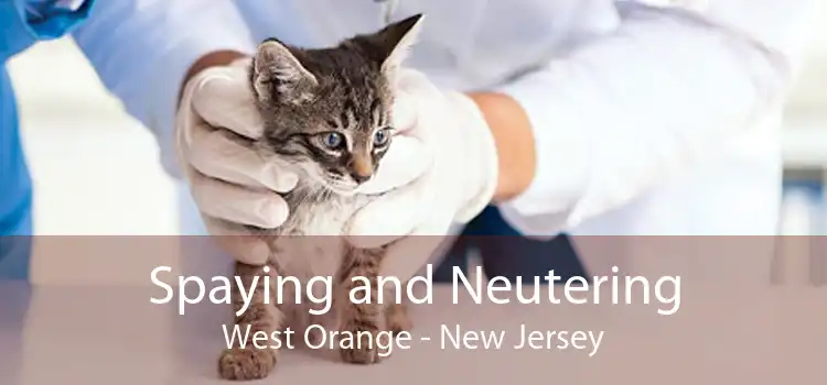 Spaying and Neutering West Orange - New Jersey