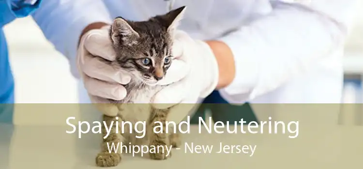 Spaying and Neutering Whippany - New Jersey