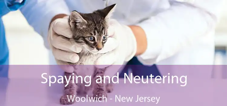 Spaying and Neutering Woolwich - New Jersey