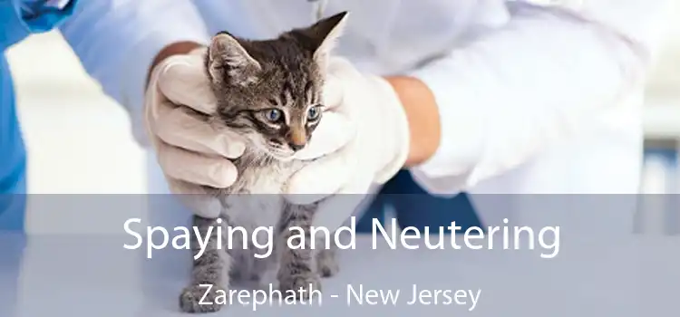 Spaying and Neutering Zarephath - New Jersey