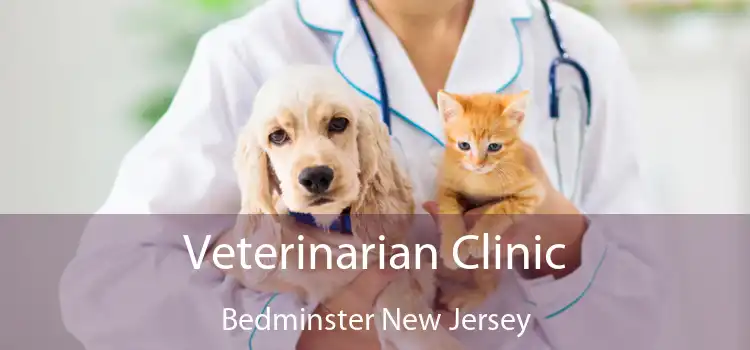 Veterinarian Clinic Bedminster New Jersey