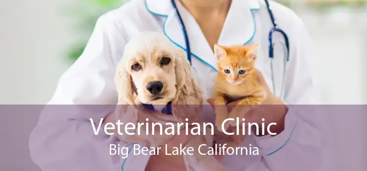 Veterinarian Clinic Big Bear Lake California