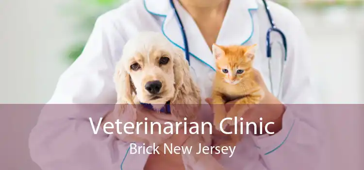 Veterinarian Clinic Brick New Jersey
