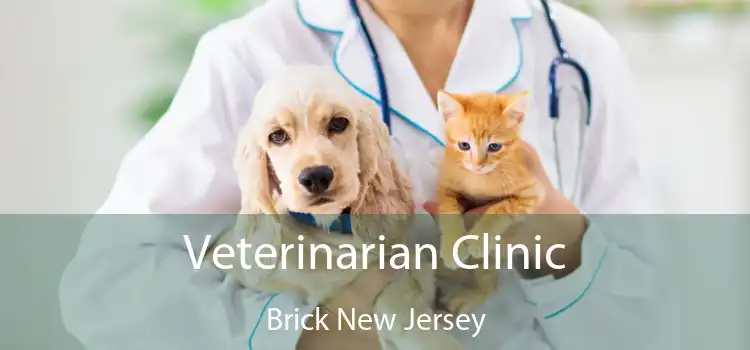 Veterinarian Clinic Brick New Jersey