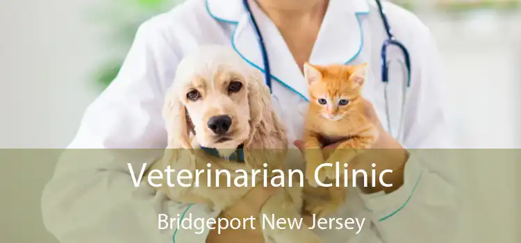Veterinarian Clinic Bridgeport New Jersey