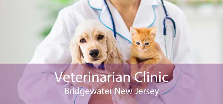 Veterinarian Clinic Bridgewater New Jersey