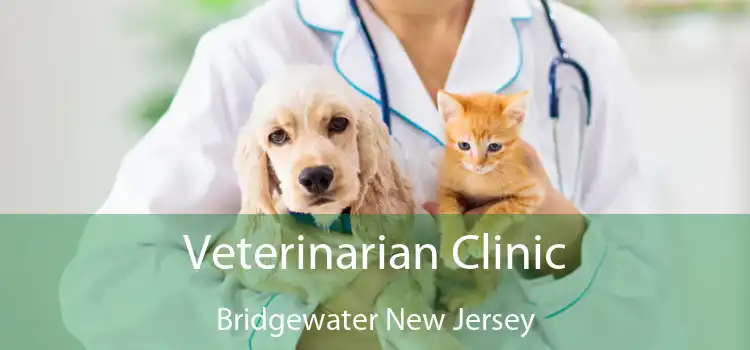 Veterinarian Clinic Bridgewater New Jersey