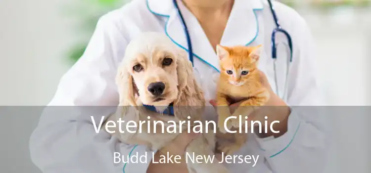 Veterinarian Clinic Budd Lake New Jersey