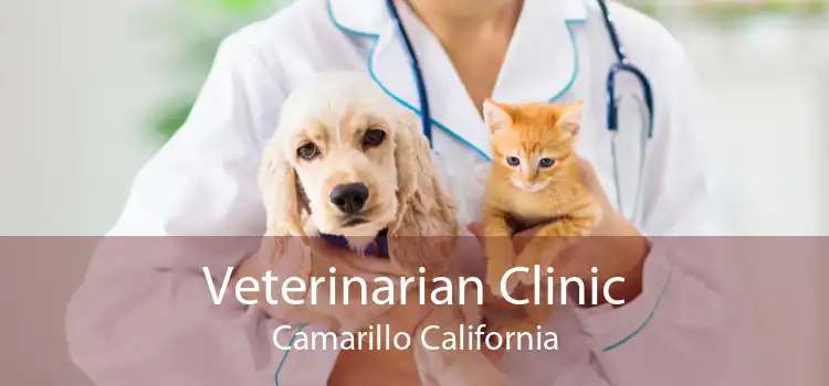 Veterinarian Clinic Camarillo California