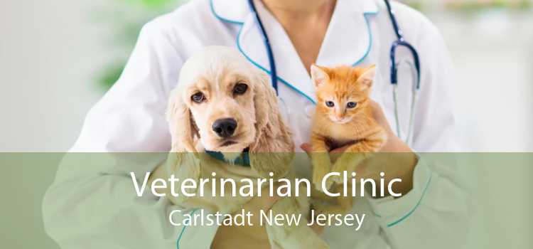 Veterinarian Clinic Carlstadt New Jersey