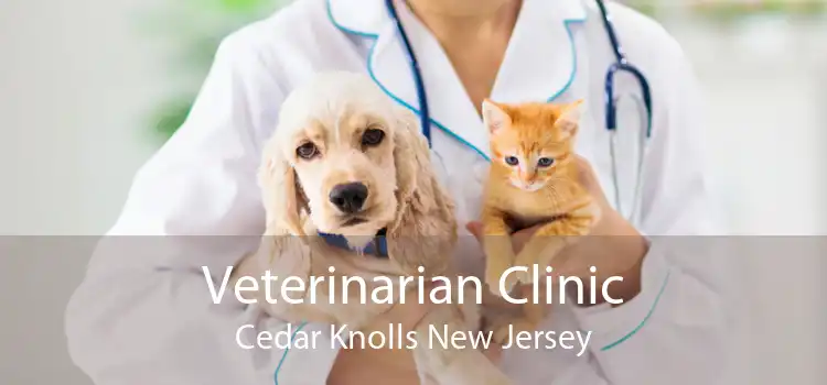 Veterinarian Clinic Cedar Knolls New Jersey