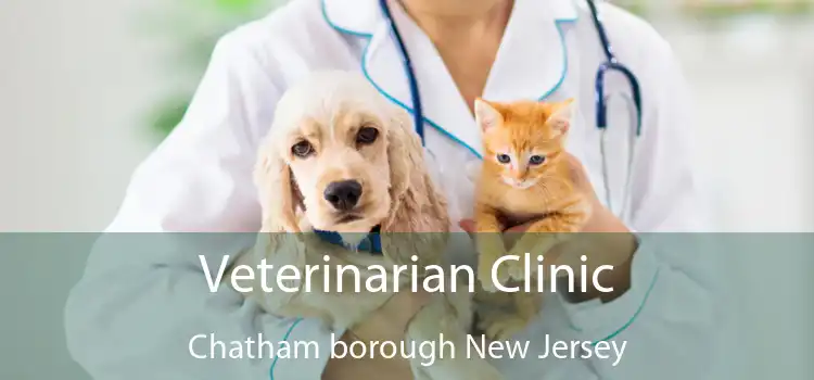 Veterinarian Clinic Chatham borough New Jersey