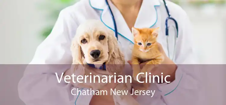 Veterinarian Clinic Chatham New Jersey