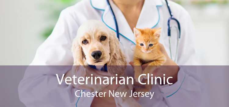 Veterinarian Clinic Chester New Jersey