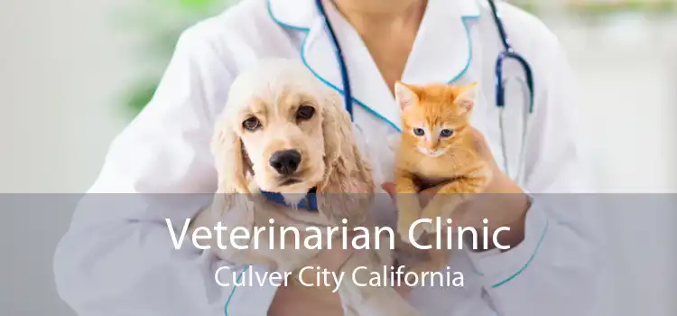 Veterinarian Clinic Culver City California