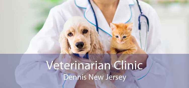 Veterinarian Clinic Dennis New Jersey