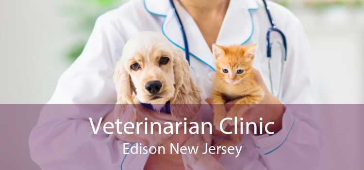 Veterinarian Clinic Edison New Jersey