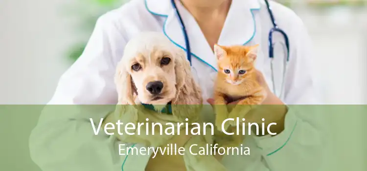 Veterinarian Clinic Emeryville California