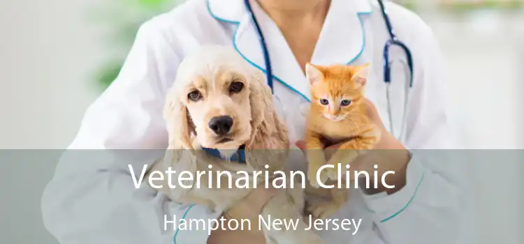 Veterinarian Clinic Hampton New Jersey