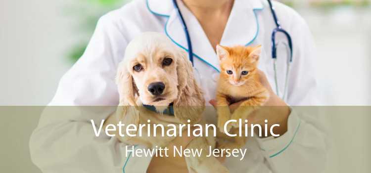 Veterinarian Clinic Hewitt New Jersey