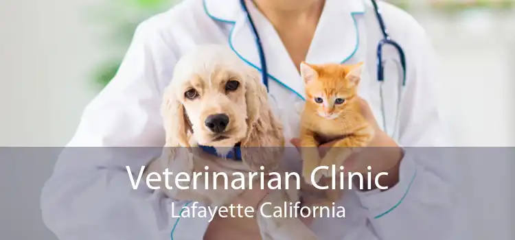 Veterinarian Clinic Lafayette California