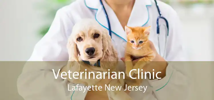Veterinarian Clinic Lafayette New Jersey