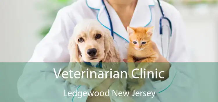 Veterinarian Clinic Ledgewood New Jersey