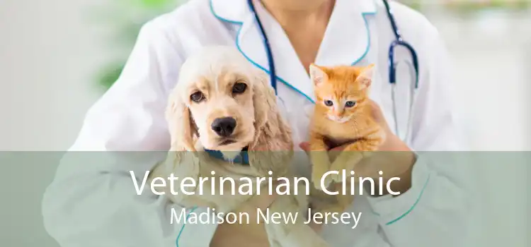 Veterinarian Clinic Madison New Jersey