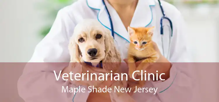 Veterinarian Clinic Maple Shade New Jersey