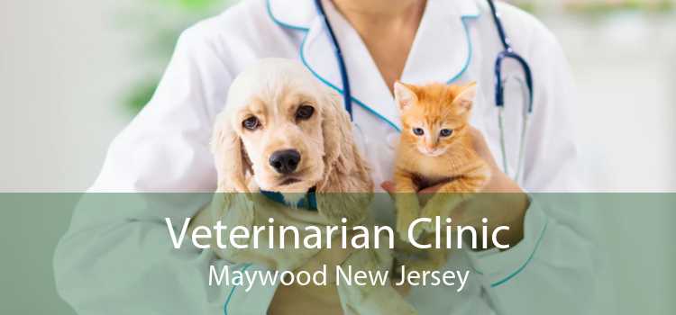Veterinarian Clinic Maywood New Jersey