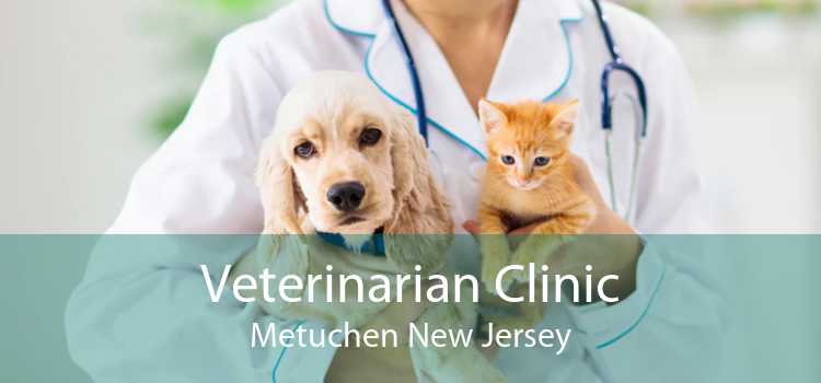 Veterinarian Clinic Metuchen New Jersey