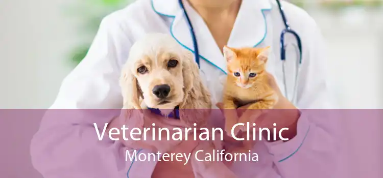 Veterinarian Clinic Monterey California