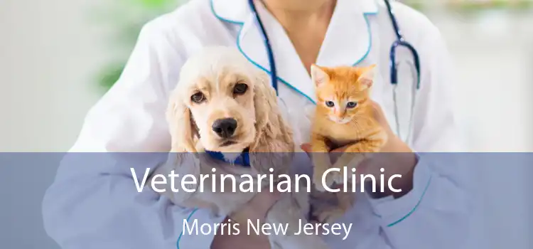 Veterinarian Clinic Morris New Jersey