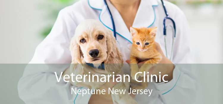 Veterinarian Clinic Neptune New Jersey