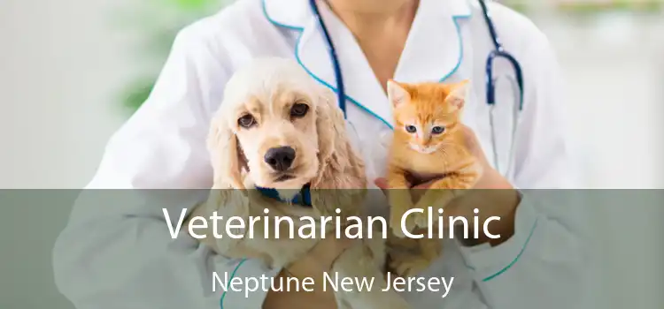 Veterinarian Clinic Neptune New Jersey