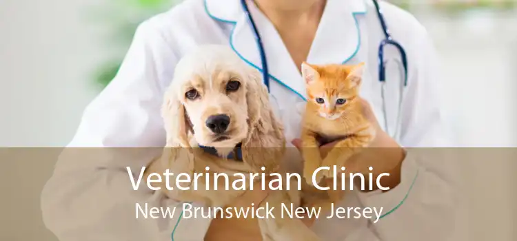 Veterinarian Clinic New Brunswick New Jersey