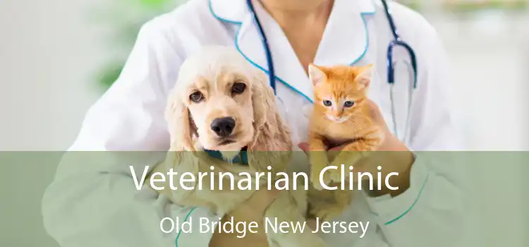 Veterinarian Clinic Old Bridge New Jersey