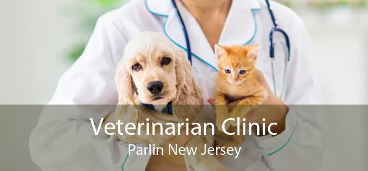 Veterinarian Clinic Parlin New Jersey