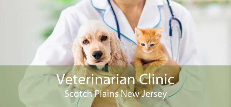 Veterinarian Clinic Scotch Plains New Jersey