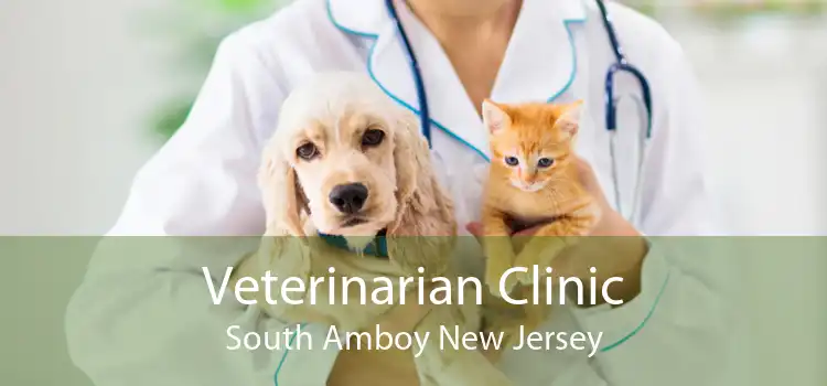 Veterinarian Clinic South Amboy New Jersey