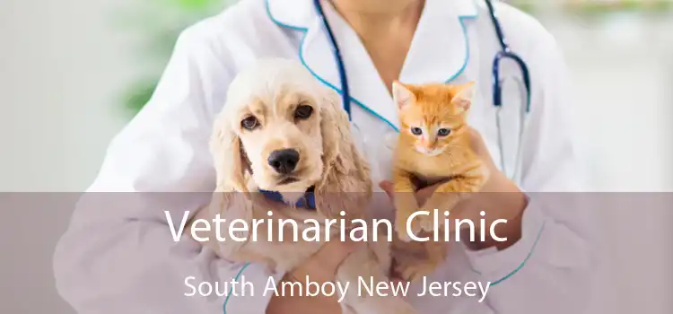 Veterinarian Clinic South Amboy New Jersey