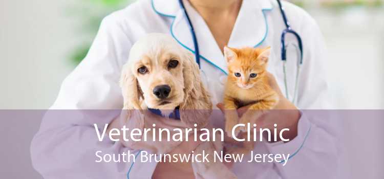 Veterinarian Clinic South Brunswick New Jersey