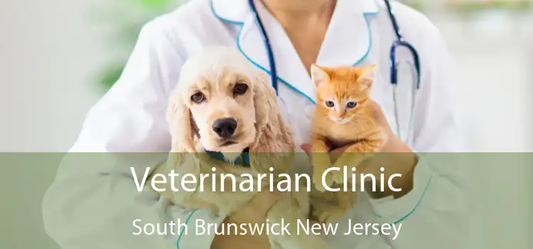 Veterinarian Clinic South Brunswick New Jersey