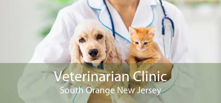 Veterinarian Clinic South Orange New Jersey