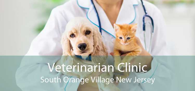 Veterinarian Clinic South Orange Village New Jersey