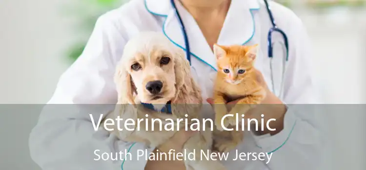 Veterinarian Clinic South Plainfield New Jersey